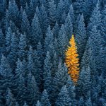 Do We Really Want Diversity?