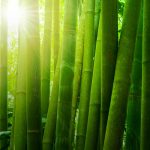 The Four Phases of Entrepreneurship - Where Are You?